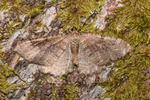 Hydria cervinalis